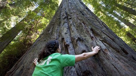 california usa  great places  explore  redwoods