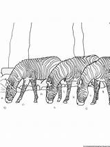 Zebra Coloring Pages Comments Related Post Grass sketch template