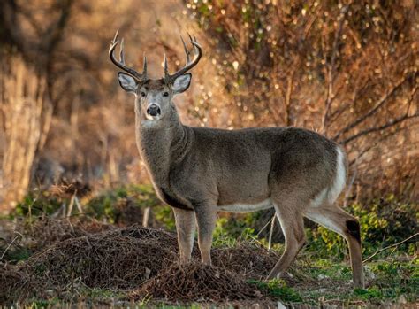 wisconsin gun deer hunting season  fight