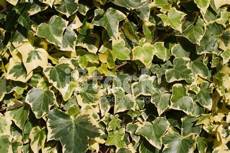 ivy stock photo royalty  freeimages