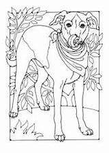 Dogs Dodo Colour Books Back sketch template