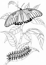 Coloring Caterpillar Butterfly Pages Drawing Buttefly sketch template