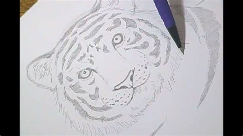 tutorial como desenhar tigres how to draw tigers youtube