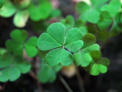 lucky clover royalty  stock image image