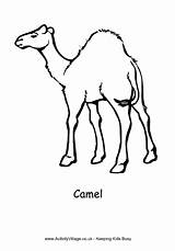Camel Colouring Coloring Springbok Pages Animals African Animal Camels Designlooter Village Activity Explore Drawings 8kb sketch template