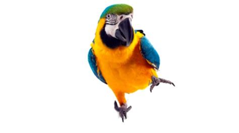 parrot accessories jasper  hooch