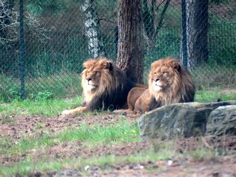 ourtravelpicscom travel  series hilvarenbeek photo  lions