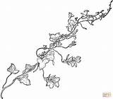 Vine Vines Coloring Drawing Snapdragon Pages Flower Printable Line Pumpkin Colouring Drawings Flowering Gif Weinrebe Leaf Getdrawings Ivy Clipart Sketches sketch template