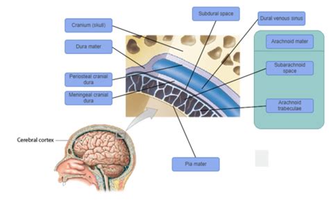 art labeling activity cranial meninges qdaminerlitetutorial