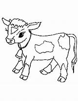 Cow Coloring Calf Pages Baby Clipart Cattle Cows Print Cute Drawing Cartoon Printable Golden Para Colorear Animals Color Clarabelle Angus sketch template