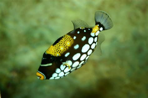 fish  yellow stripesfreshwater pesquisa  google tropical