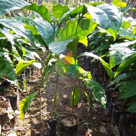 Jual Bibit Kopi Robusta Biji 30 Cm Shopee Indonesia