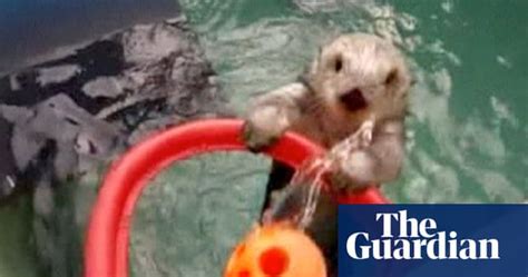 basketball trained sea otter shoots hoops for exercise