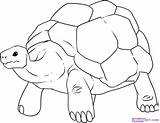 Tortoise Drawing Giant Coloring Draw Turtle Drawings Reptiles Step 1148 890px 56kb Pages Paintingvalley Dragoart sketch template