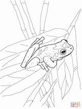 Coloring Frog Pages Tree Frogs Printable Colouring Eyed Red Coqui Green Stadium Drawing Adult Adults Comments Popular 1600px 62kb 1200 sketch template