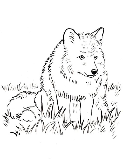 fox coloring page samantha bell