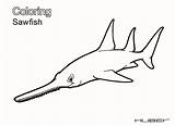 Sawfish Coloring Designlooter 54kb 1700px 2338 sketch template