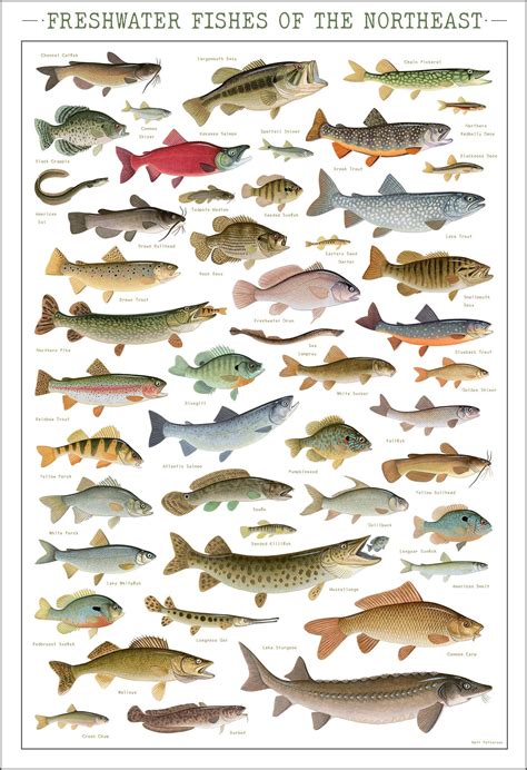 pet freshwater fish chart