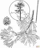 Coloring Pine Tree Pages Trees Ponderosa Evergreen Bristlecone Drawing Pencil Printable Printables Getdrawings Template Christmas Sheet Popular Book sketch template