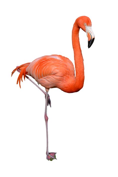 flamingo png