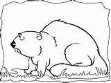 Castor Beaver Rodents Castores sketch template