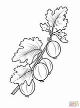 Gooseberry Coloring Pages Branch Berries Drawing Fruits sketch template
