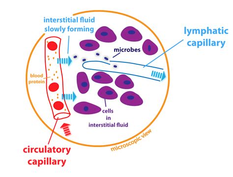 components  blood    transport biology notes   level