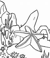 Starfish Coloringpagesfortoddlers Cartoon sketch template