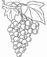 Coloring Grape Vine Getcolorings sketch template