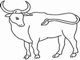 Ox Bull Coloring Pages Animals Cow Theme Template sketch template