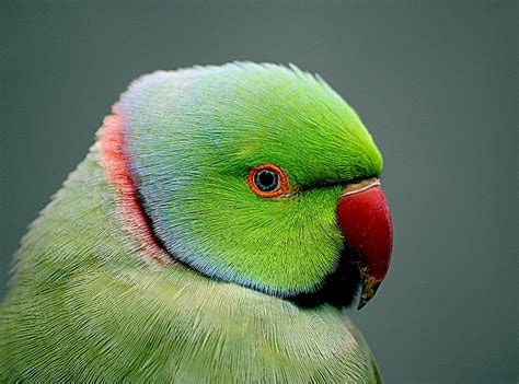 Indian Ringneck Parrot Psittacula Krameri The Rose Rin Flickr
