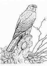 Falcon Coloring Pages Vogels Birds Animals Kleurplaten Vogel Van Roofvogel Printable Fun Kids Votes sketch template