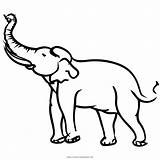 Elefant Ultracoloringpages sketch template