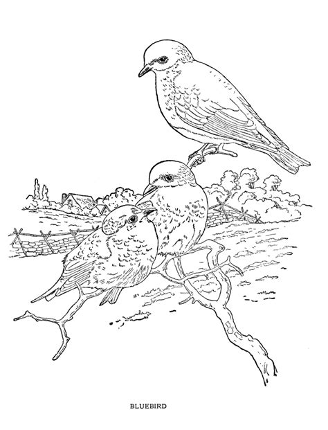 bluebirdgif  bytes bird coloring pages coloring pages bird