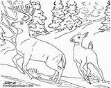 Coloring Pages Landscape Realistic Animals Getcolorings Forest Color Printable sketch template