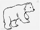 Bear Coloring Pages Polar Drawing Animals Color Cute Printable Brown Bears Cartoon Outline Colouring Animal Clipart Baby Sheets Clip Draw sketch template