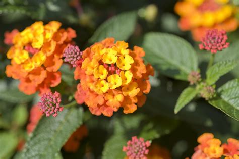 20 heat tolerant plants that ll thrive in your yard this summer fall