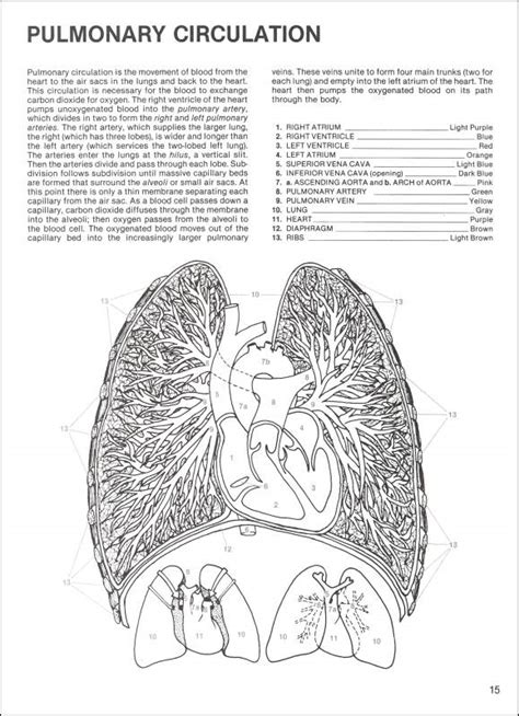 human anatomy coloring book dover publications
