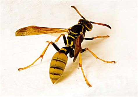 wasp pictures pics images    inspiration