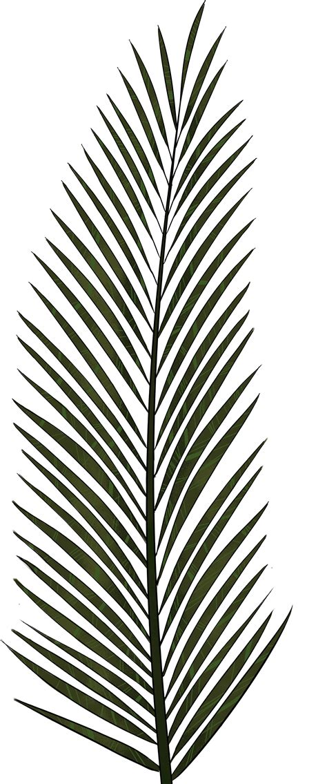 palm tree leaves png svg transparent library png image