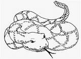Rattlesnake Educativeprintable Freecoloringpages sketch template