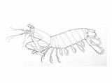 Krill Shrimp Mantis sketch template