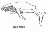 Whale Balena Colorat Desene Baleine Planse Animalstown Printable Balene Salbatice Animale Imagini Coloriages Mamifere sketch template