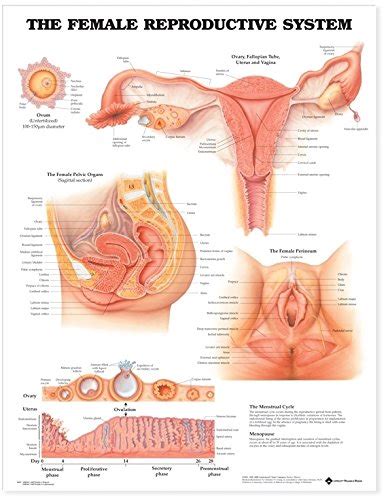 The Female Reproductive System Anatomical Chart Anatomical Chart