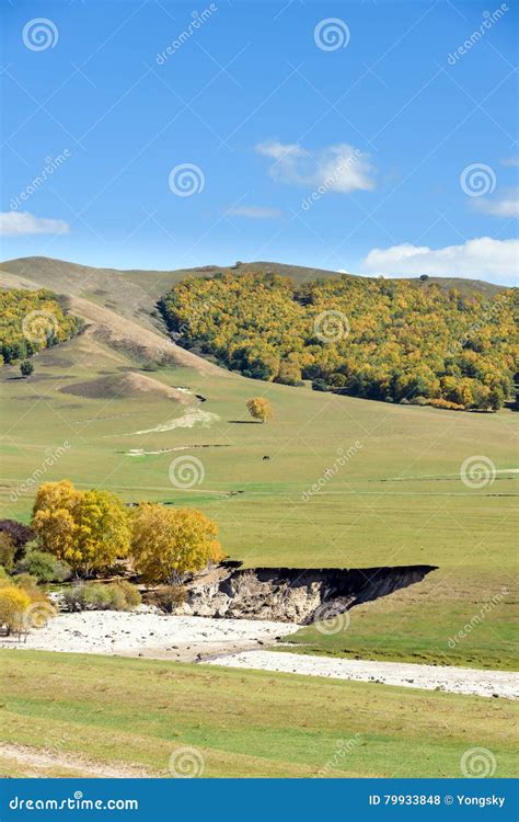 prairie  hill stock photo image  birches area