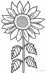 Sunflowers Preschool Coloring Sunflower Template Pages sketch template