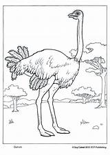 Coloring Ostrich Educationalcoloringpages sketch template