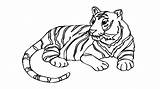 Tiger Drawing Draw Bengal Easy Coloring Pages Face Getdrawings Template sketch template