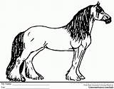 Horse Breyer Shire Library sketch template