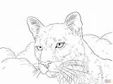 Coloring Puma Cougar Pages Printable Florida Lion Panther Mountain Portrait State Color Drawing Animal Print Getcolorings Getdrawings Panthers Template Designlooter sketch template